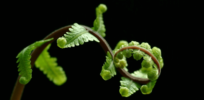 Tiny plant, huge genome: This fern has enough genetic data to fill 11,000 books