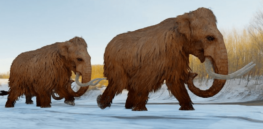 The last mammoths thrived on this island for thousands of years, before suddenly being wiped out. What happened?
