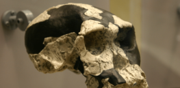 Anatomically modern humans may not have originated in Africa’s Rift Valley