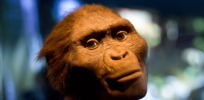 3.2-million-year-old Lucy may provide a lesson in the link between nudity and shame