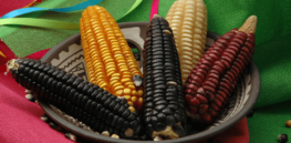 What is Mexico’s trade war targeting glyphosate and GMO corn really about