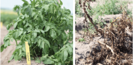 How to reduce chemical usage? European study concludes GM and gene-edited crops are a solution, proposed relaxed EU regulations would limit innovation