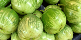 10 years after the introduction GM eggplant in Bangladesh, public support for biotechnology innovation grows