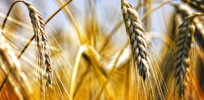 Drought tolerant genetically modified wheat is okayed for import in the United States