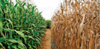 Climate-adaptive crops open door to a ‘new era of gene-edited food’