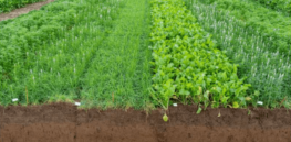 Breakthough Institute: Are cover crops the silver bullet to reduce agricultural carbon emissions as regenerative-farming enthusiasts claim? Time for a rethink