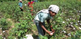 Viewpoint: Organic mirage: The poor are paying the price for the backlash against agrochemicals and crop biotechnology