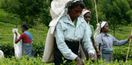 What happens when a country forces farmers to go all-organic? Sri Lanka, India prove powerful examples