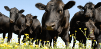 Viewpoint: Large scale, Intensive, land-sparing farming is the sustainable future not the problem