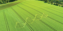High regulatory barriers still blocking genetically modified foods from reaching the UK consumer