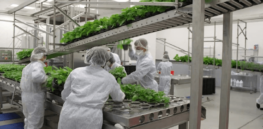 Fact Check: No, we have not ‘perfected’ technology to put vaccines in lettuce and tomatoes