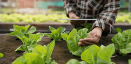 Here are the questions farmers need answer to when deciding what system technology is best for them and the consumers