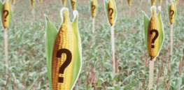 Debunking GMO Myths: No, GMOs aren’t causing cancer. Yes, Non-GMO labeling is a scam