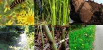 Reducing the impact of agricultural chemicals: Accelerated adoption of IPM—Integrated Pest Management—reduces the threat of weed resistance and chemical overuse