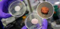 ‘Mold burgers’: The source of your favorite sandwich might be a bit unconventional in the future