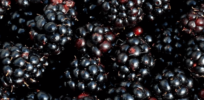 Seedless blackberry: What seemed impossible with conventional breeding is now a reality