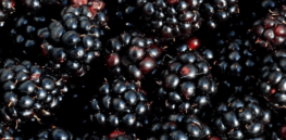 Seedless blackberry: What seemed impossible with conventional breeding is now a reality