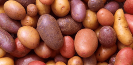Protein-packed potatoes: Startup boosts protein content from 2% to 30% to tackle global malnutrition