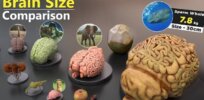 The bigger the animal, the bigger its brain? Not so fast