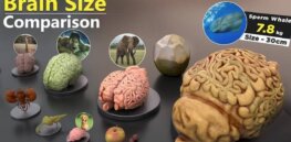 The bigger the animal, the bigger its brain? Not so fast