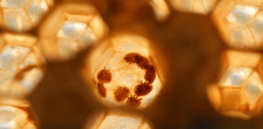 Can we repurpose parasites to deliver drugs to the brain?