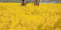 With only insect resistant Bt cotton approved, India set to address fate of genetically modified mustard and cotton