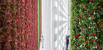 AI enables first indoor vertical farm dedicated to berry production
