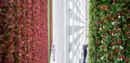 AI enables first indoor vertical farm dedicated to berry production