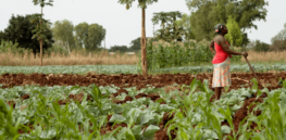 Africa's most pressing need is more food. Here's how technology could turn desperation into productivity
