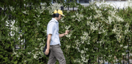 ‘Chemical-free weed management has presented challenges’: London council’s decision to ban glyphosate flops, leads to urban weed jungle