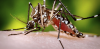 AI-supported surveillance system maps the Aedes aegypti mosquito swarms in targeted disease control project
