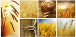 The next 'big thing' in genetically modified crops: Drought-tolerant and herbicide resistant wheat. Here's what you need to know