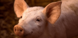 Is the public ready to eat bacon from a gene-edited pig? It's closer than you think