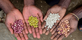 Seed bank ransacked as Sudan’s civil war destroys a critical resource in a starving nation