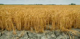Wild wheat: Genetically-tweaked varieties that are not just climate-resilient, but also environmentally regenerative or in the wings