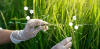 Precision breeding enable by gene editing edges closer to reality in the UK