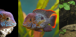 'It can happen in just a few generations': These animals are evolving fastest