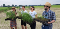 Protestors attempting to stamp out Italy's research into gene-edited crops unintentionally sparked an outpouring of support