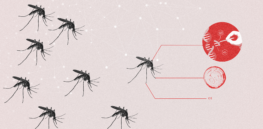 Genetically modified mosquitoes could strengthen war on malaria