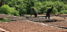 Corruption, water scarcity, and outdated farming are undermining food security in Africa