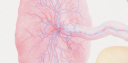 Book excerpt: What’s the evolutionary role of the placenta, the only organ that humans shed completely