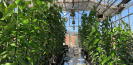 Sustainable forestry: CRISPR-edited trees could boost fiber production efficiency and reduce the paper industry’s carbon footprint