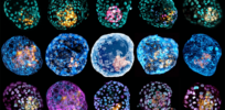 Research into human embryo modeling is rapidly advancing the field but raising just as many ethical concerns