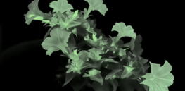 Once a pariah, genetically edited plants are coming to your garden center