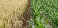 Sustainability impact of GM crops? Nuanced study suggests mostly positive environmental effects