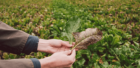Feeding the Future: CRISPR gene editing key to preserving crop genetic diversity