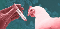 Avian flu on US farms could remain forever. Here’s what that may mean for human health