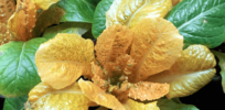 30 times increase in betacarotene in lettuce: Biofortification technique shown to dramatically increase a precursor to vitamin A