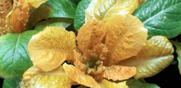 30 times increase in betacarotene in lettuce: Biofortification technique shown to dramatically increase a precursor to vitamin A