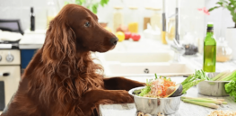 Pet owners are pushing for more sustainable food options